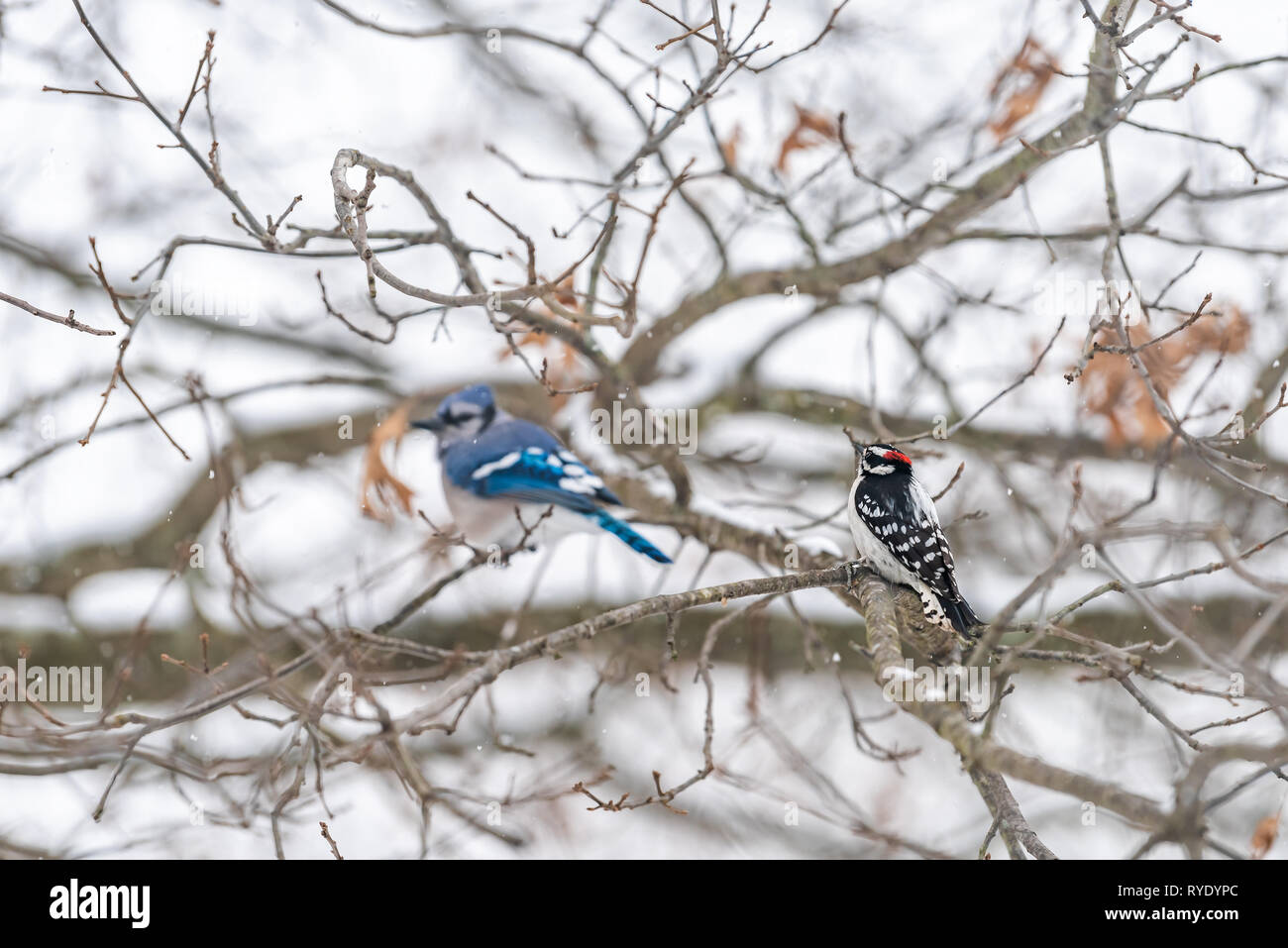 Closeup of two birds friends perched together with blue jay, Cyanocitta cristata, and downy or hairy woodpecker sitting on oak tree during winter in V Stock Photo