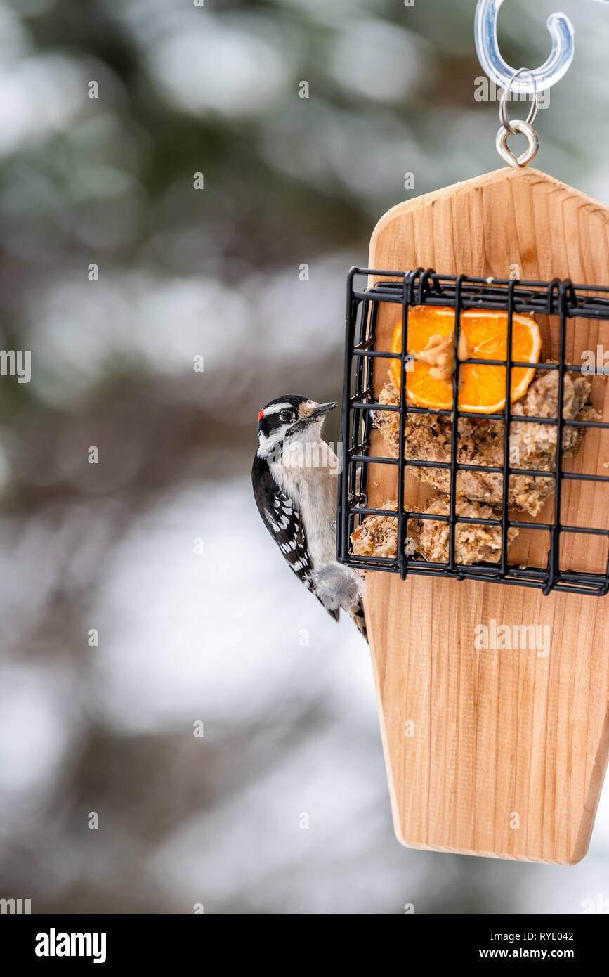 Picoides pubescens male suet hires stock photography and images Alamy