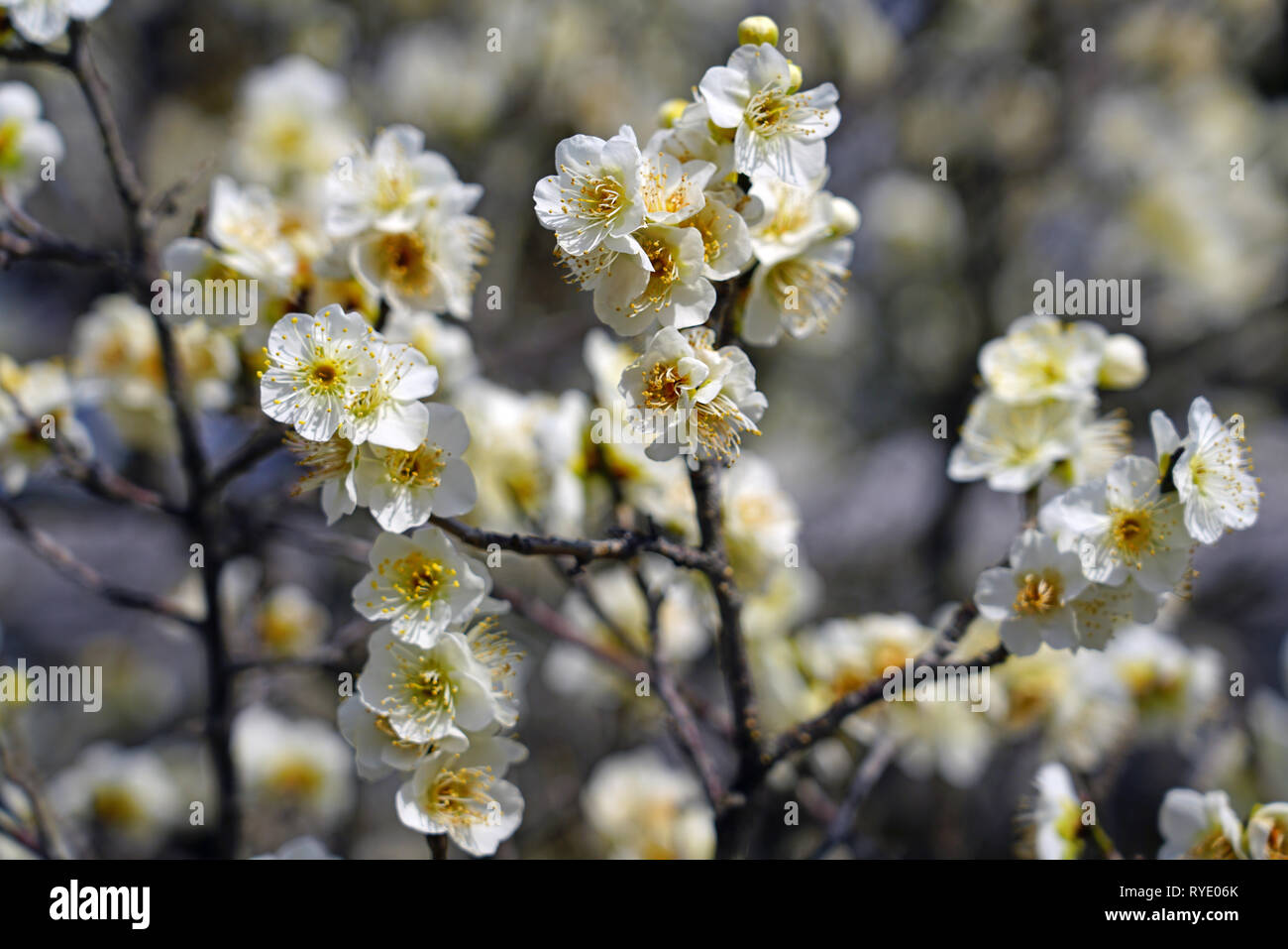 White Flower Blooms Of The Japanese Ume Apricot Tree Prunus Mume In 