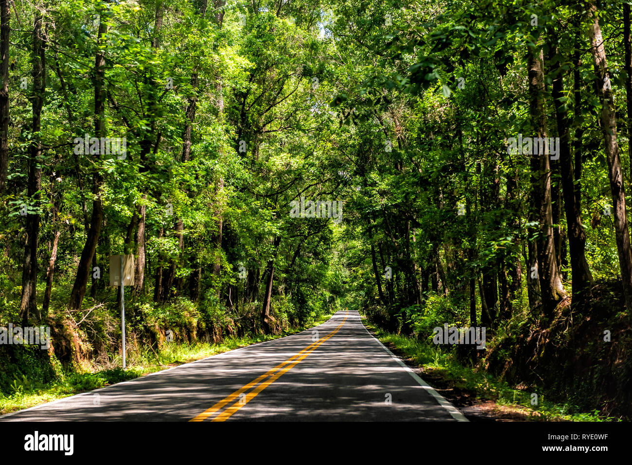 Tallahassee, USA Capital city miccosukee street scenic canopy road with