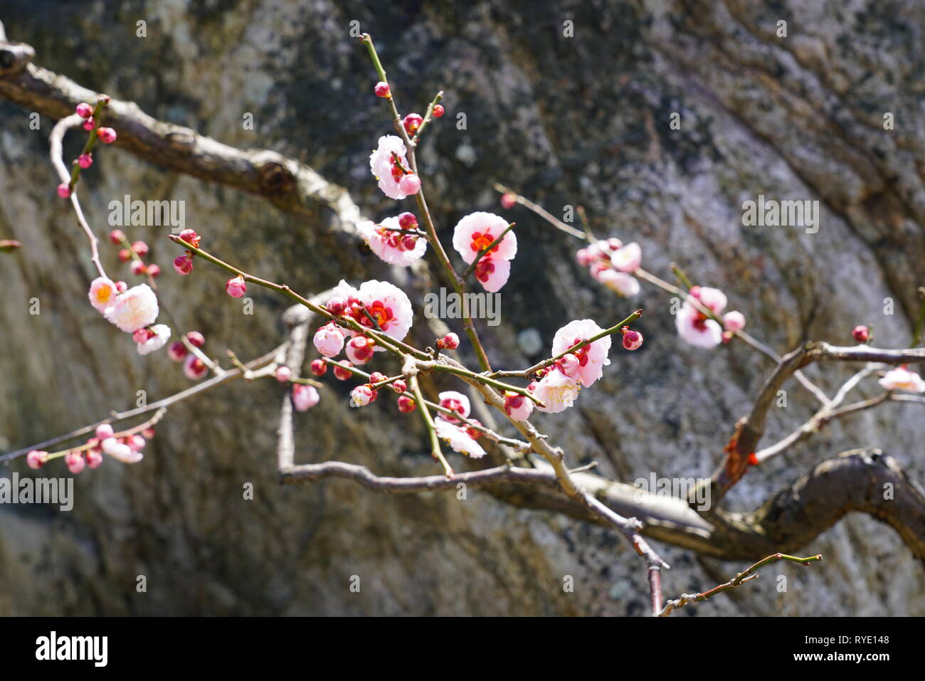Pink flower blooms of the Japanese ume apricot tree, prunus mume, in