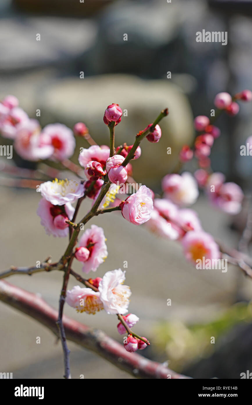 Pink flower blooms of the Japanese ume apricot tree, prunus mume, in