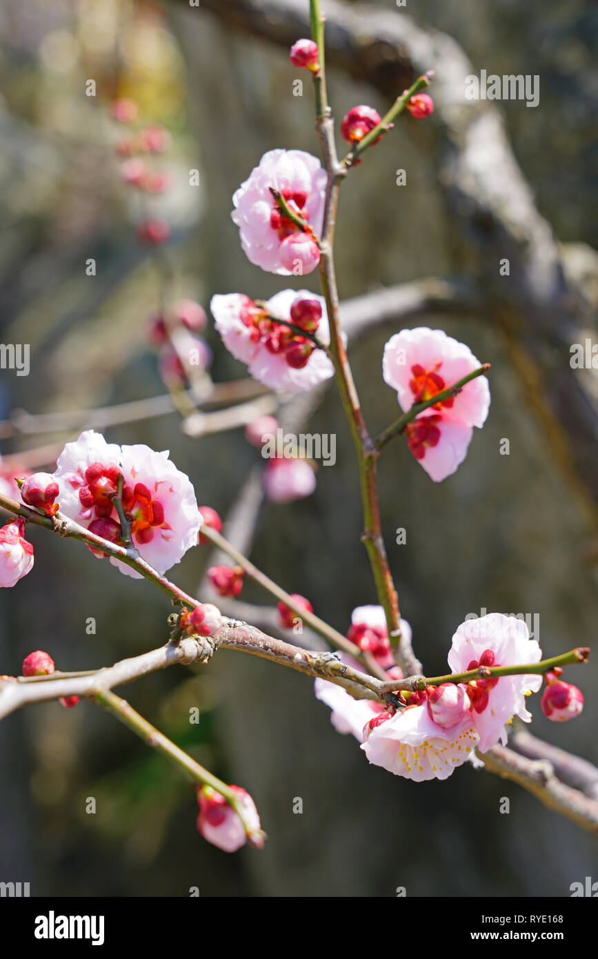 Pink flower blooms of the Japanese ume apricot tree, prunus mume, in