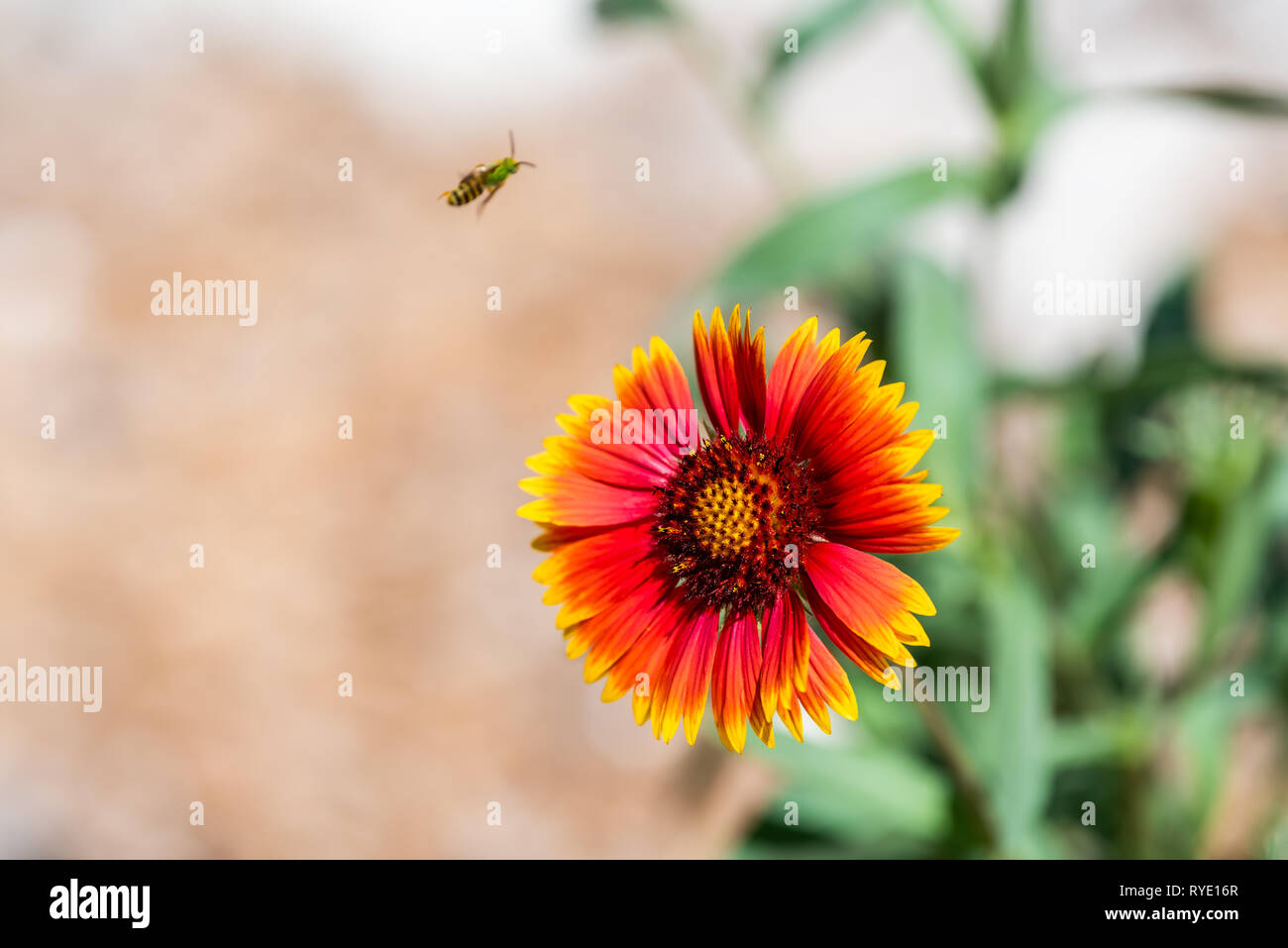 Macro closeup of one red and orange Indian Goblin Blanket Flower and bee flying with bokeh blurry background and vivid color Stock Photo