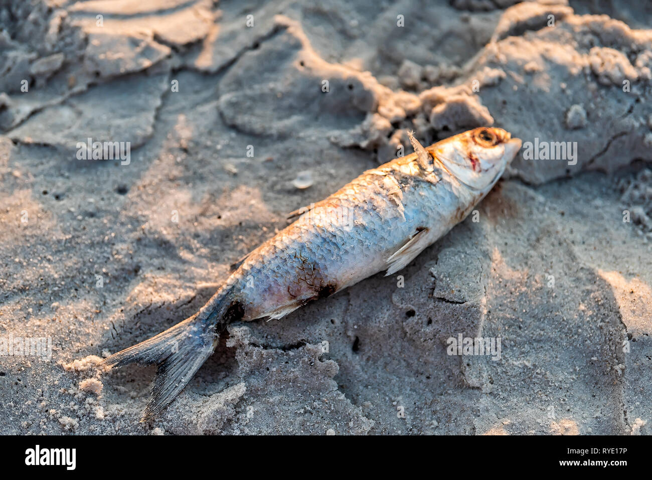 Closeup of one dead fish washed ashore during sunset on sand red tide algae bloom toxic in Naples beach in Florida Gulf of Mexico Stock Photo