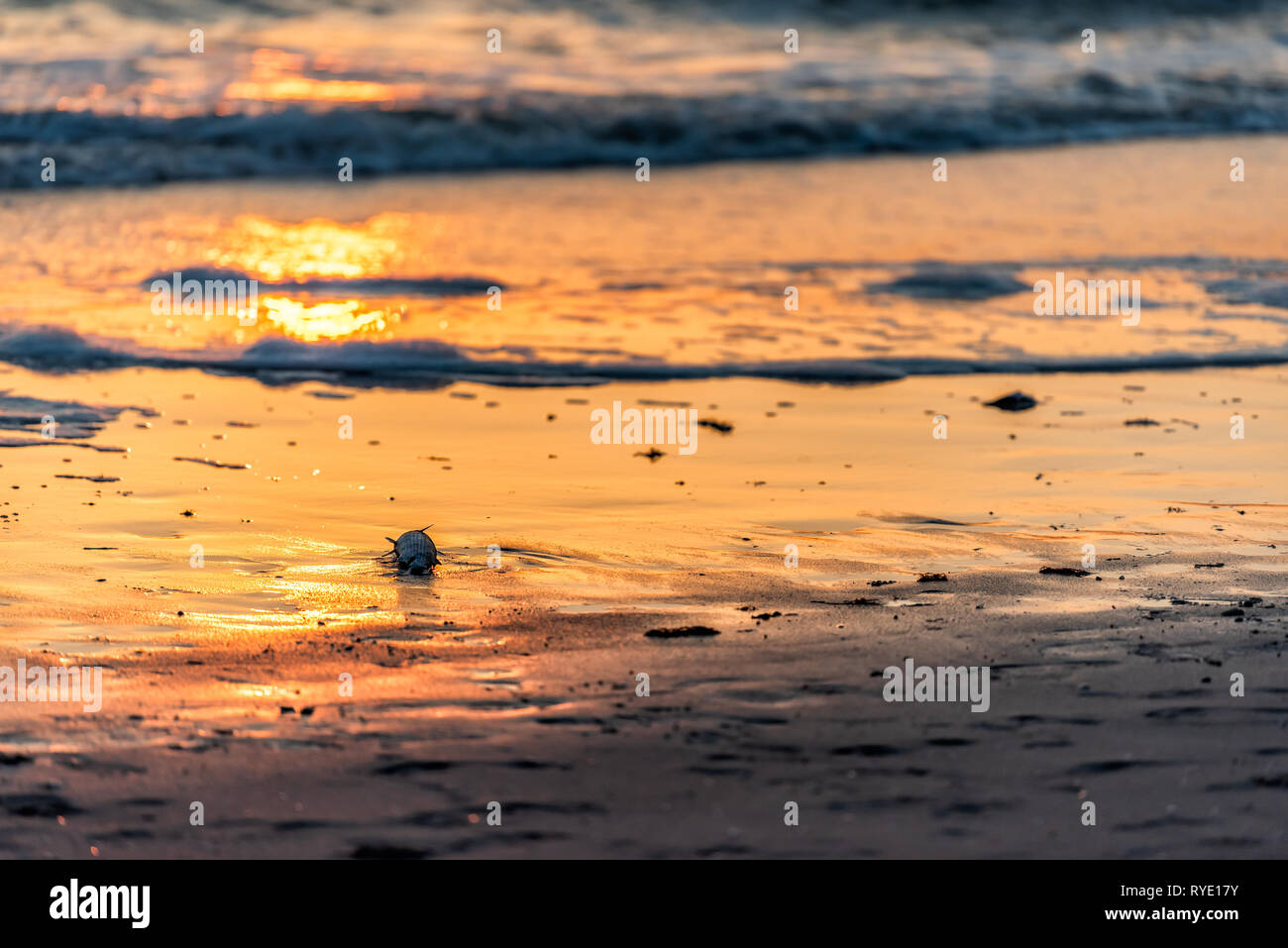 Dead fish washed up by red tide algae toxic bloom in Naples beach in