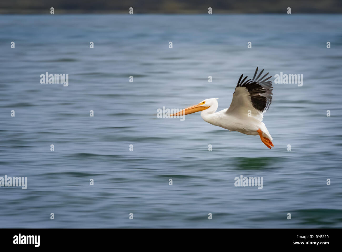 American White Pelicans (Pelecanus erythrorhynchos) in flight Stock Photo