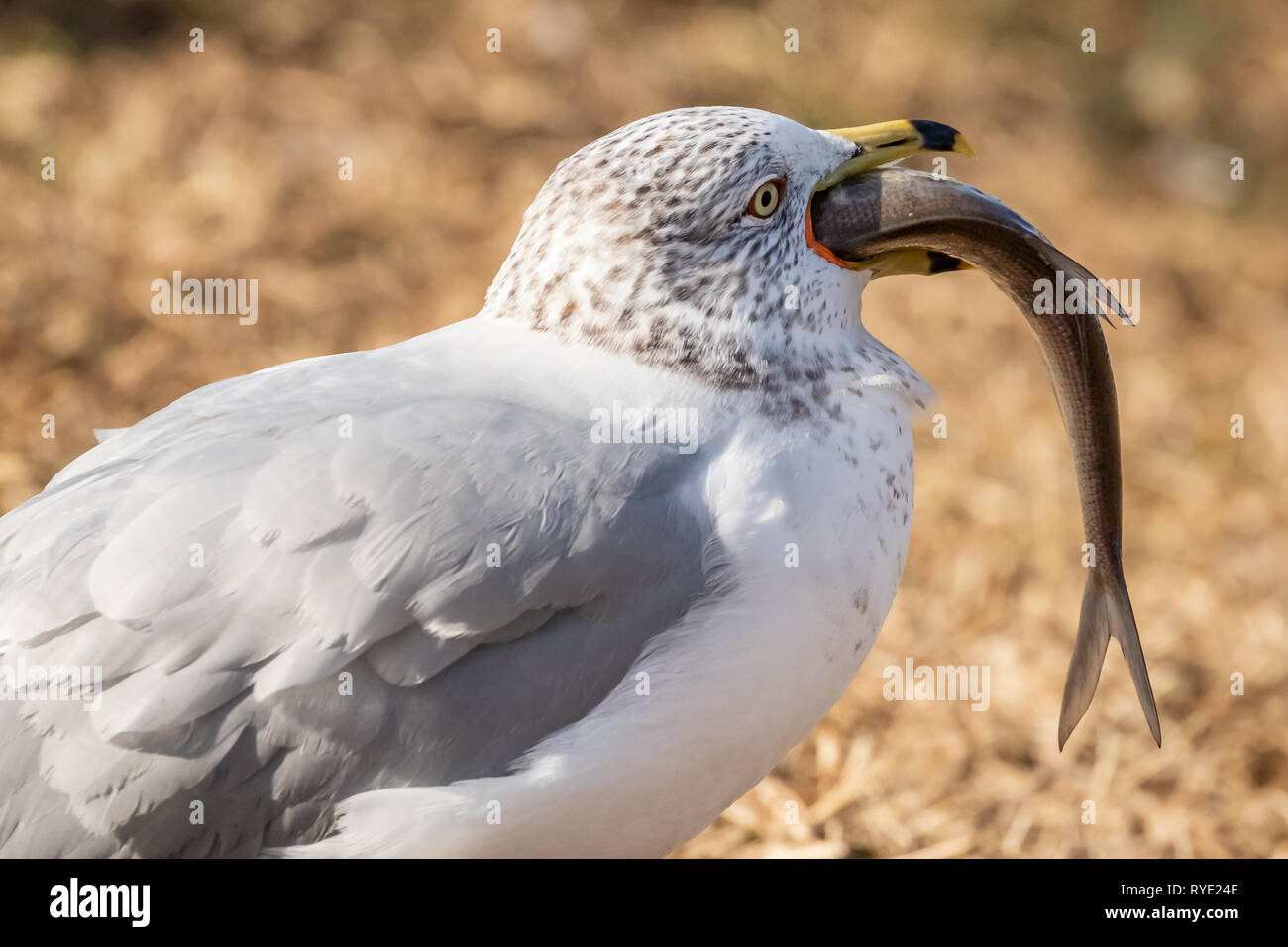 Large billed seabird hi-res stock photography and images - Alamy