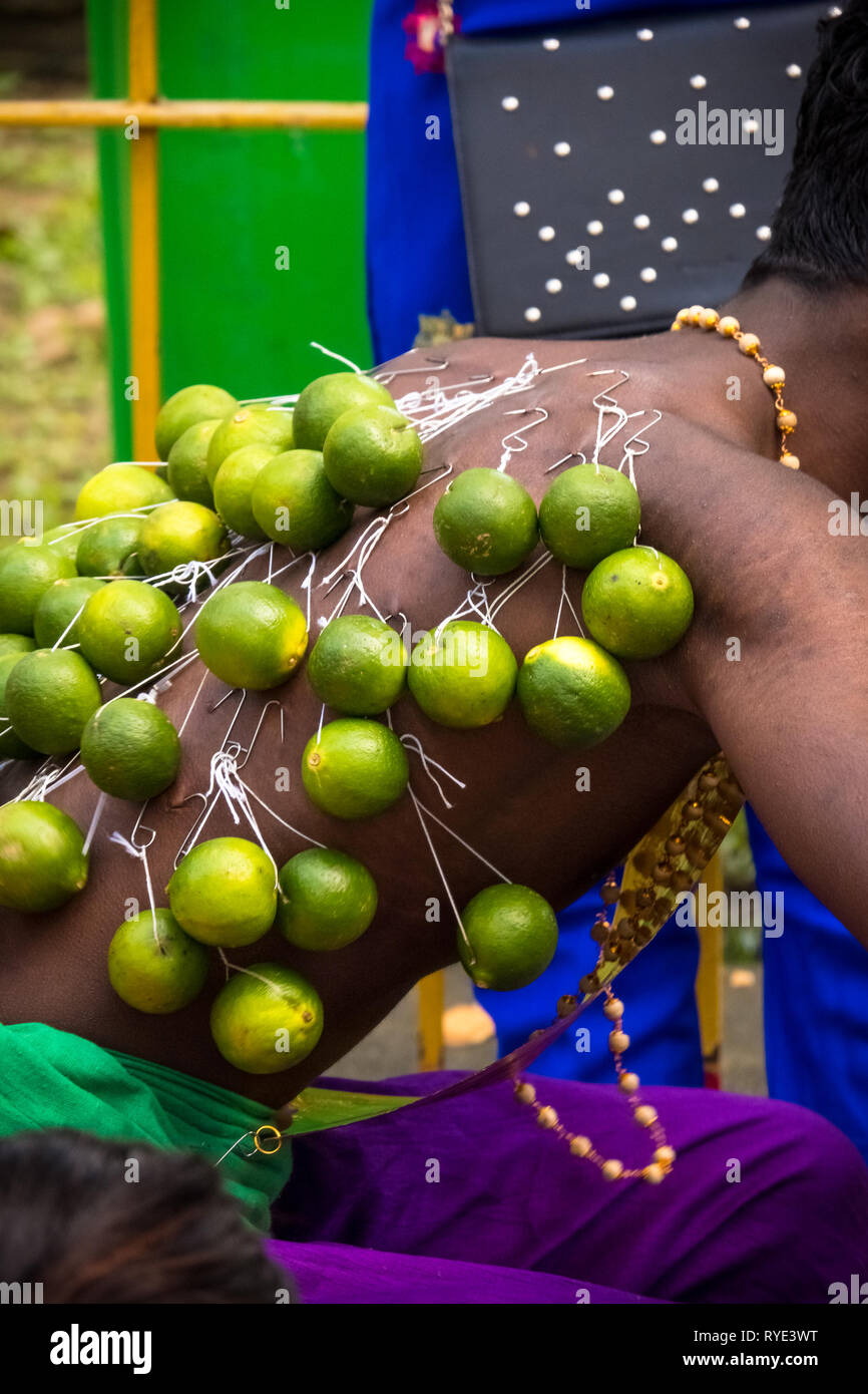 Heavy lime fruits hanging from pierced hooks on devotee's back - Thaipusam festival - Singapore Stock Photo