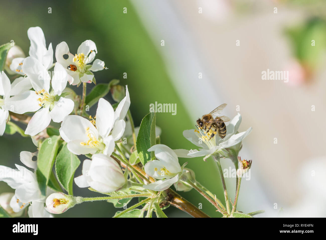 Bee melliferous collects nectar from a white flowers of apple tree in a spring garden close-up Stock Photo