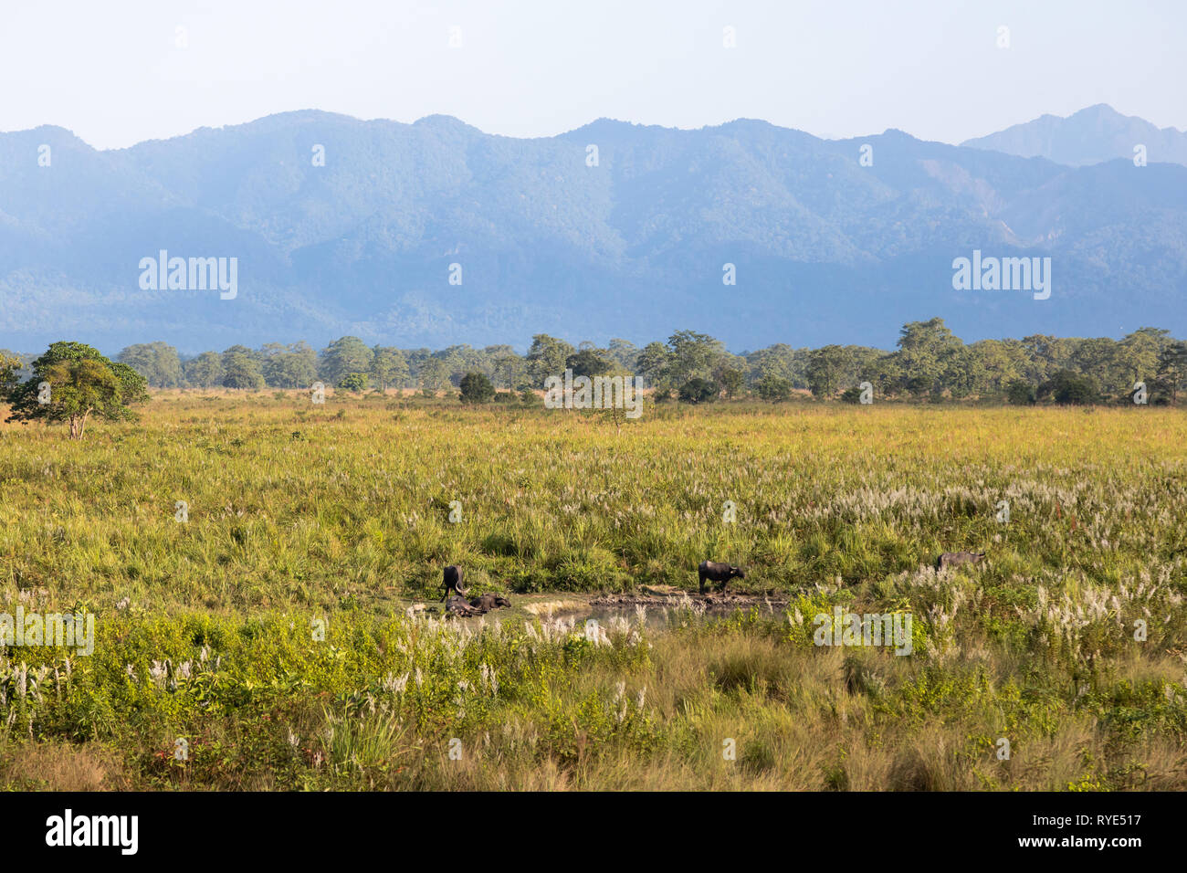 Manas national park and wildlife during daytime and green park Stock Photo