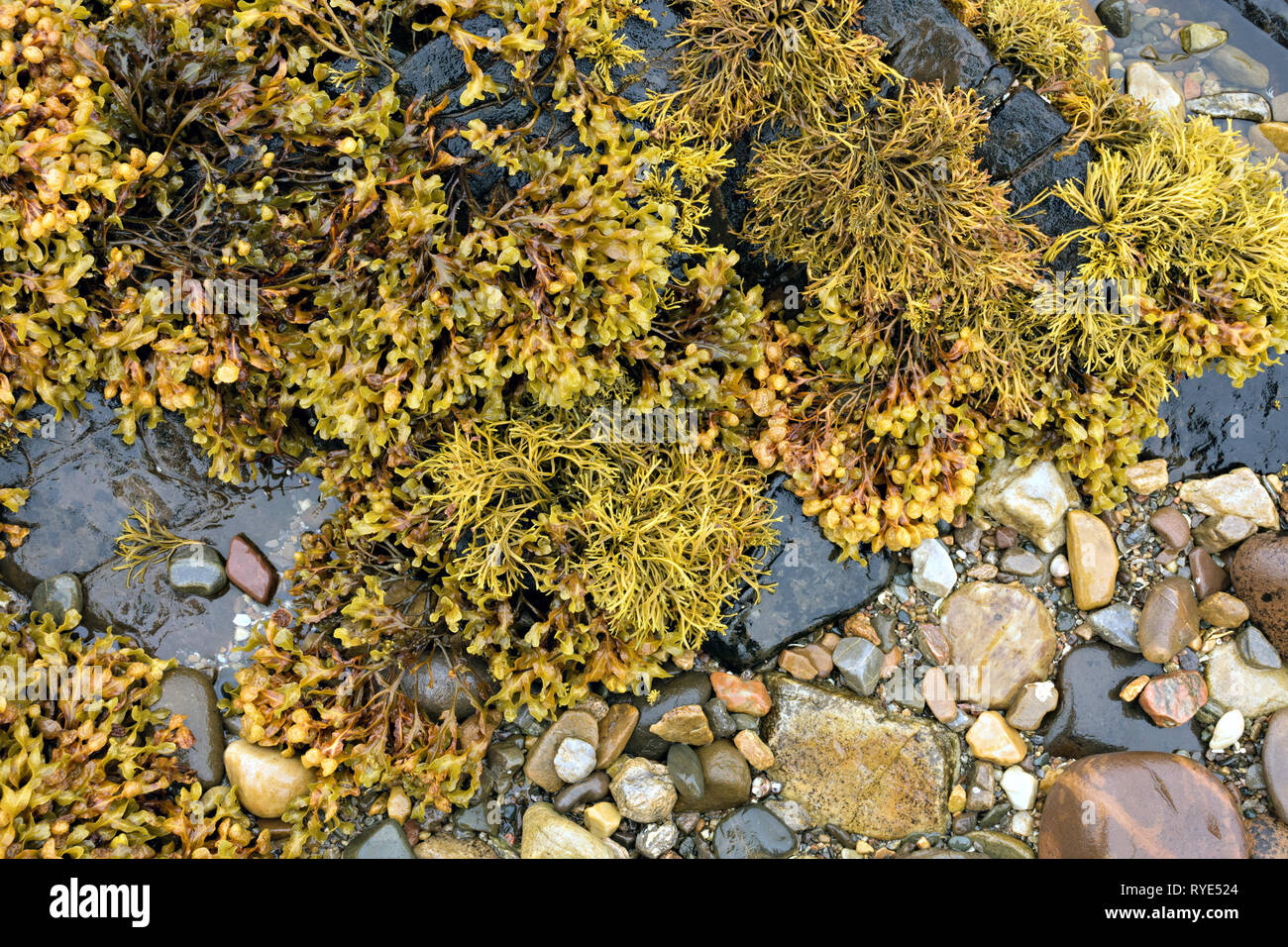 Channelled wrack and Spiral wrack seaweed growing on a rocky Scottish Beach, Scotland, UK Stock Photo
