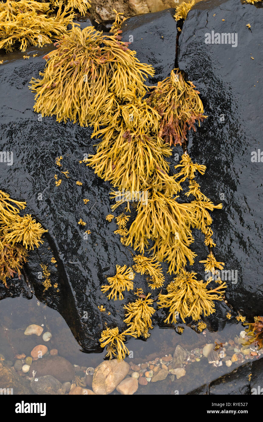 Yellow, green, Channelled wrack (Pelvetia canaliculata) seaweed growing on black seaside rock, Scotland, UK Stock Photo