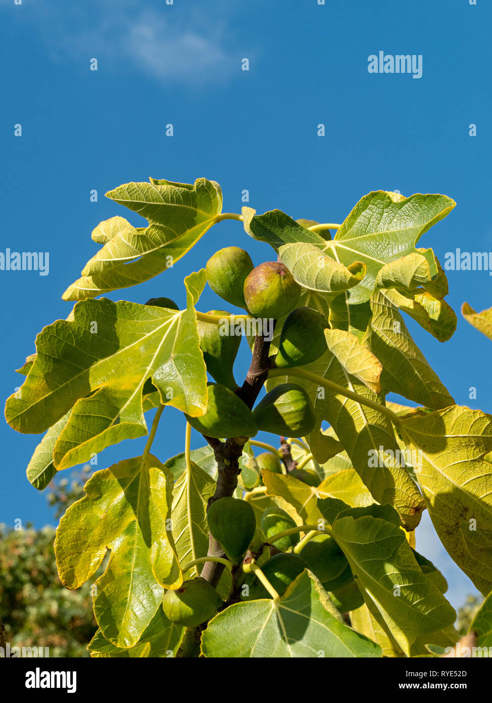 Sunlit green Figs growing on a fig tree (Ficus carica Angelique) branch with leaves against blue sky, Autumn, England, UK Stock Photo