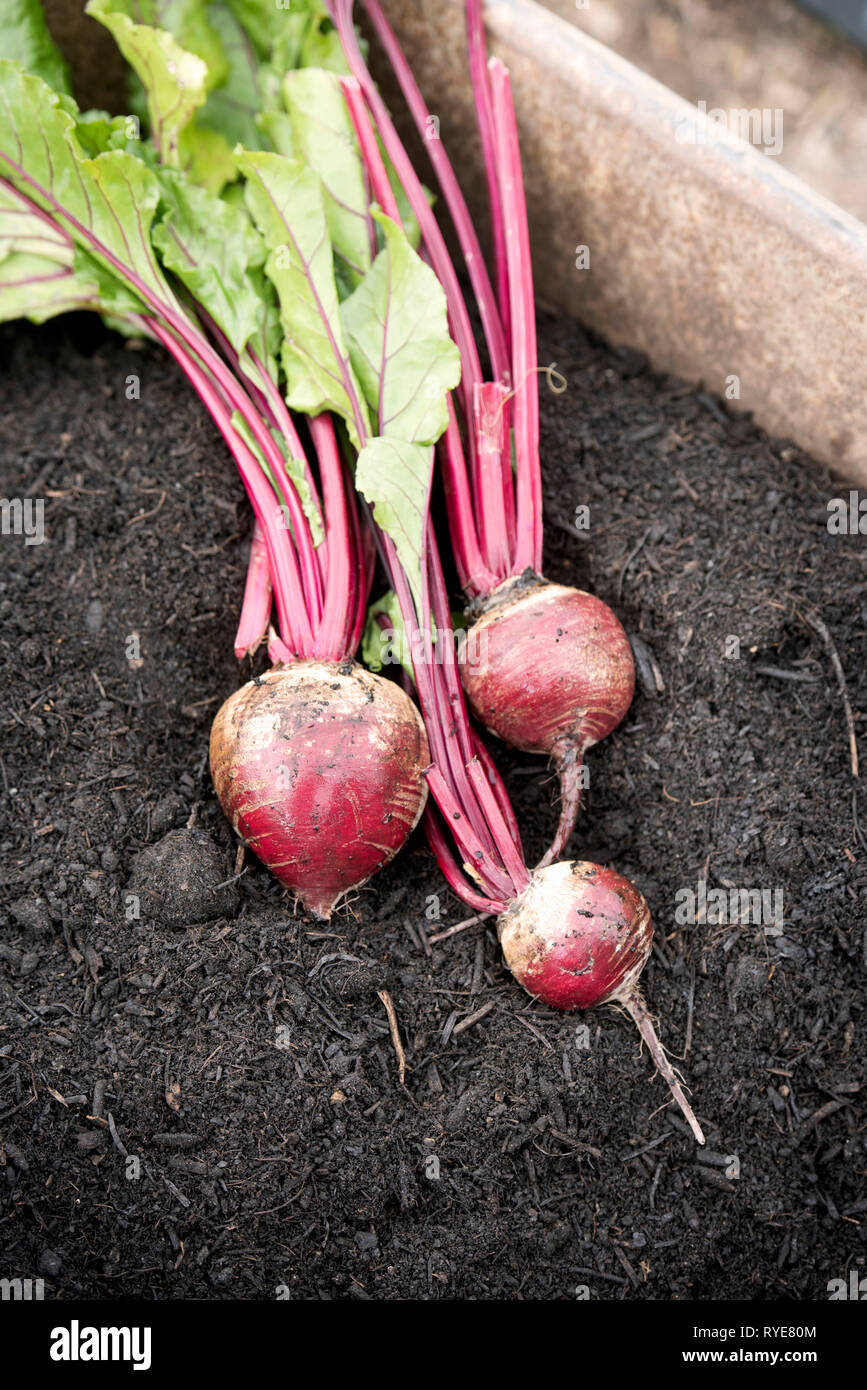 Beetroot in a wheelbarrow with compost, UK Stock Photo