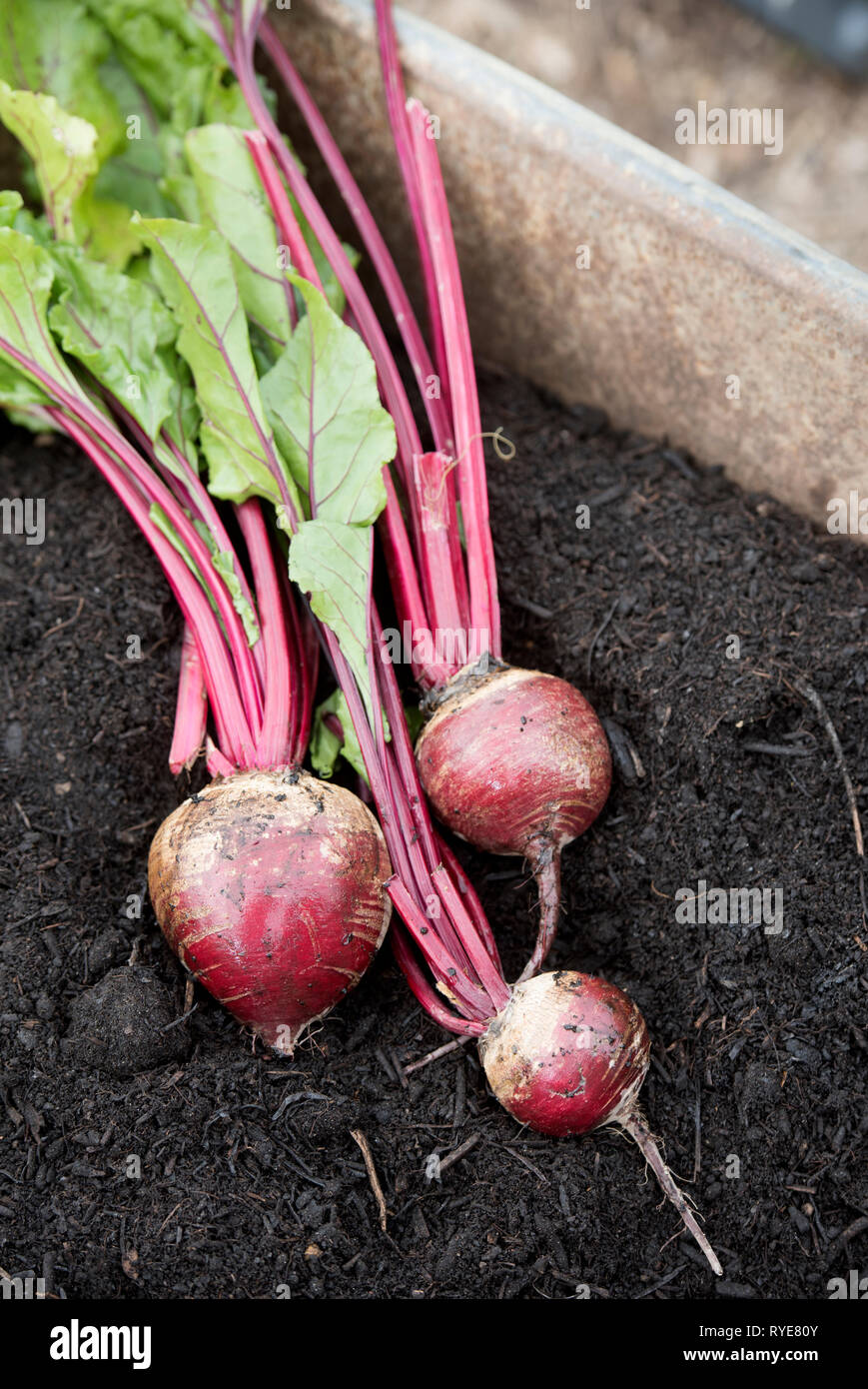 Beetroot in a wheelbarrow with compost, UK Stock Photo - Alamy