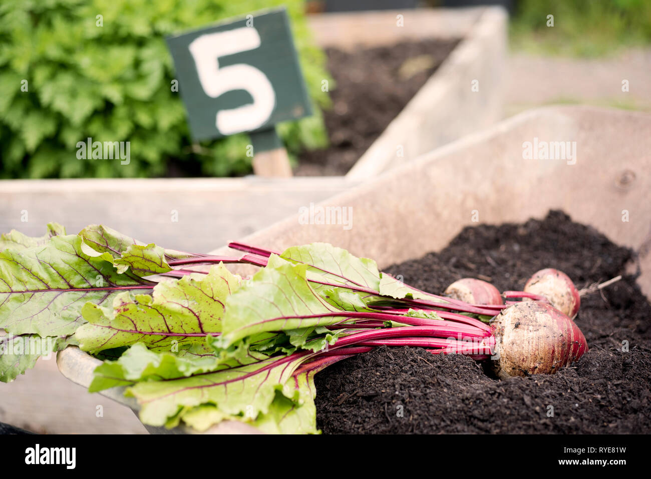 Beetroot in a wheelbarrow with compost, UK Stock Photo