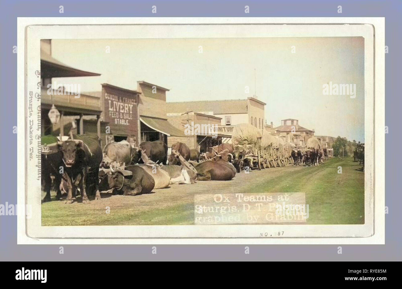 Ox Teams at Sturgis, D.T. [I.E. Dakota Territory Stock Photo