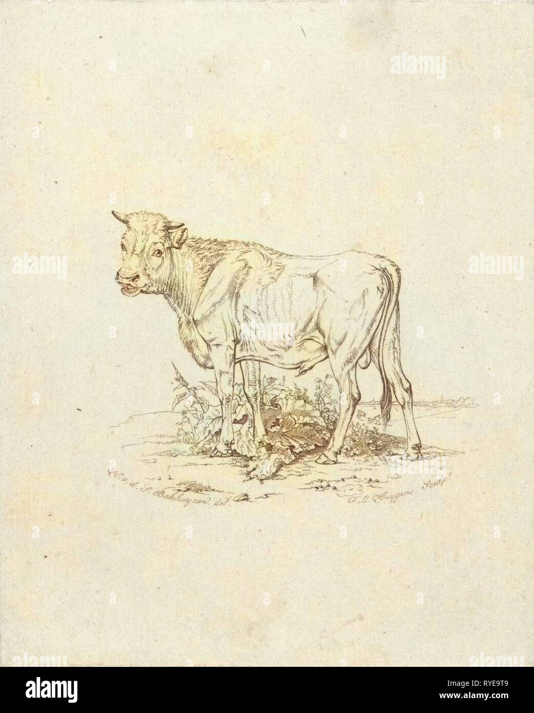 Taurus, Frederik Lodewijk Huygens, 1817 - 1887 Stock Photo