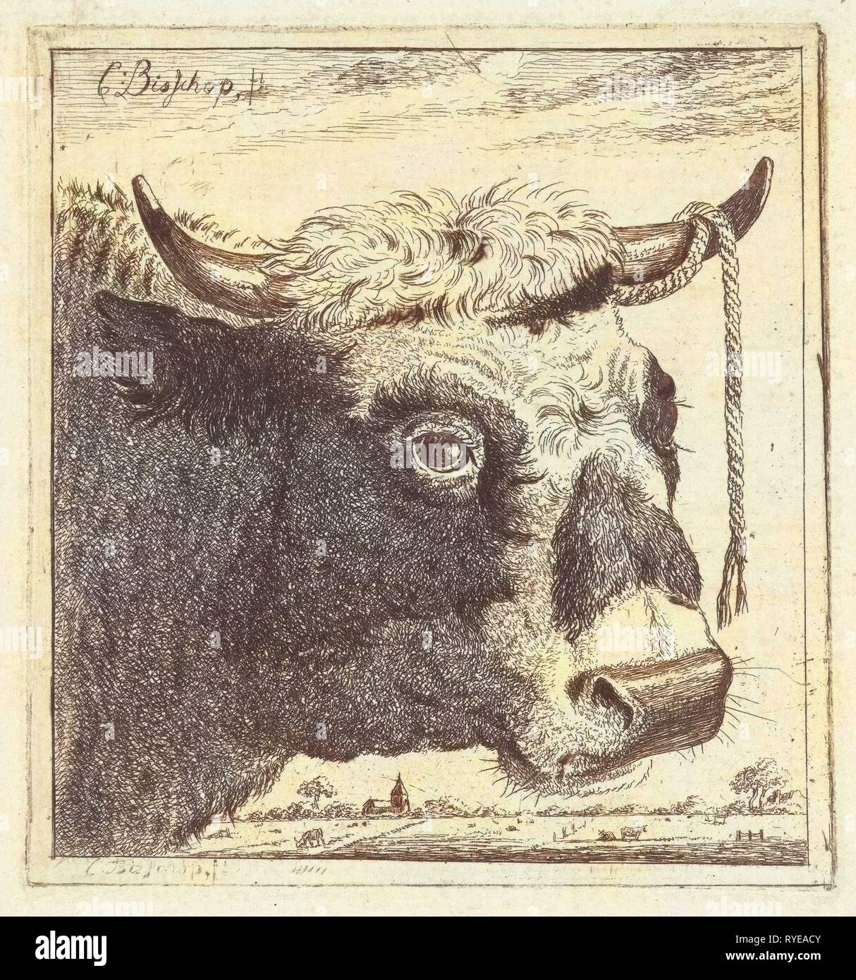 Cup bull rope hear, print maker: Cornelis Bisschop, 1640 - 1674 Stock Photo