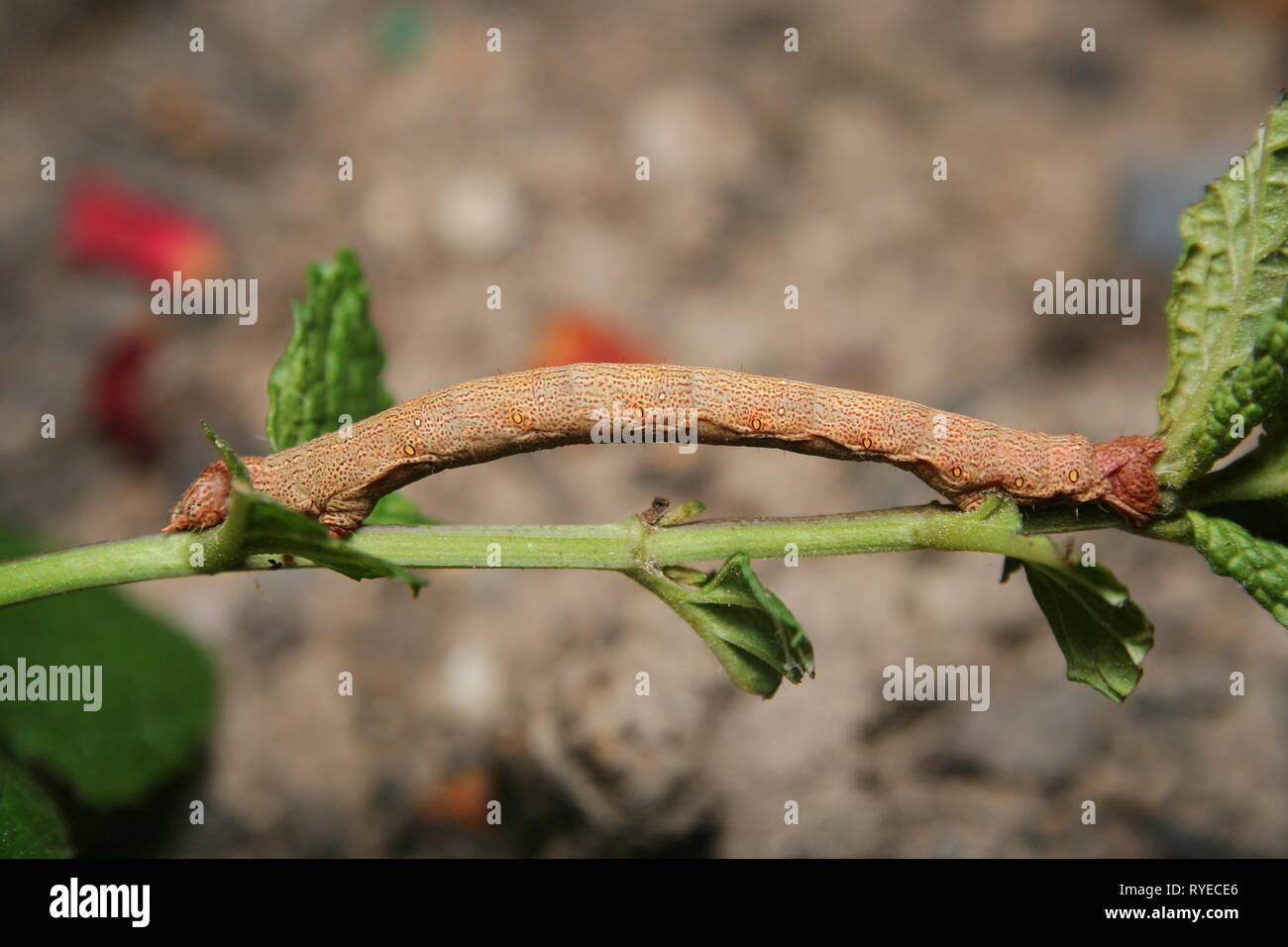 Looper Moth caterpillar (fam. Geometroidea Stock Photo Alamy