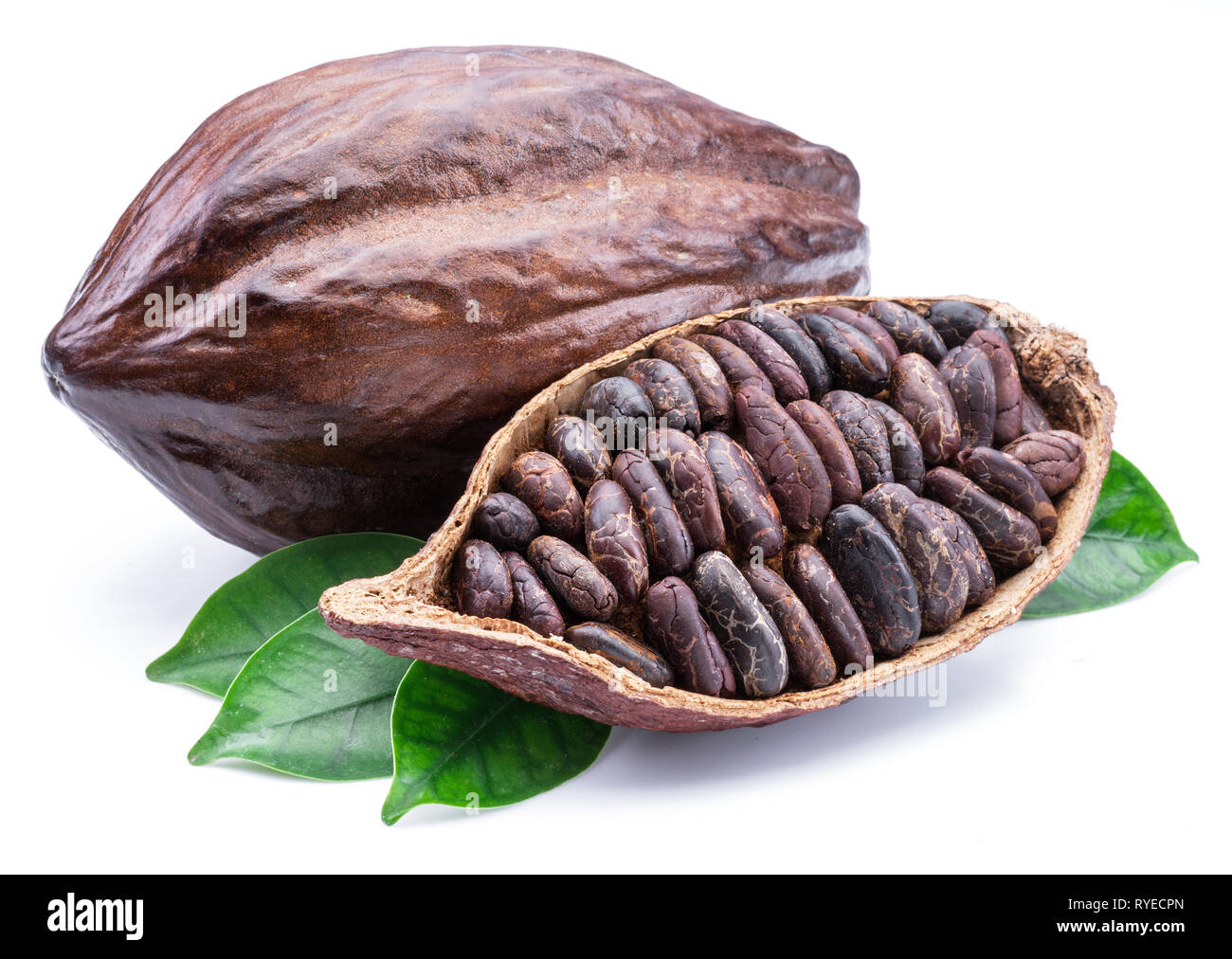 Cocoa pods and cocoa beans -chocolate basis isolated on a white background. Stock Photo