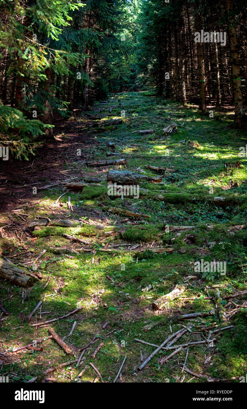 A path leads upwards between the trees of a forest located in the Swiss ...