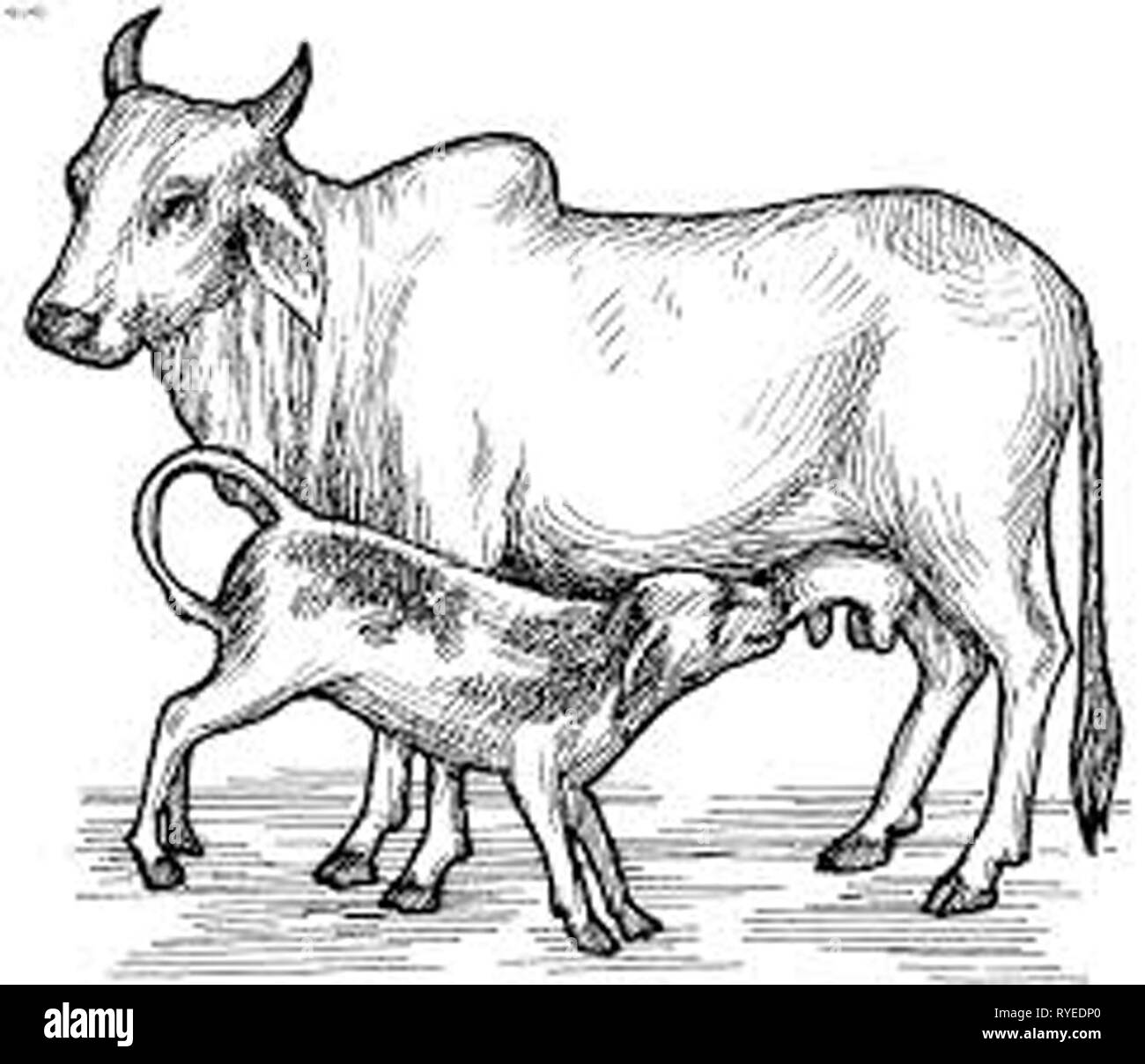 Vintage illustration of cow/s Stock Photo