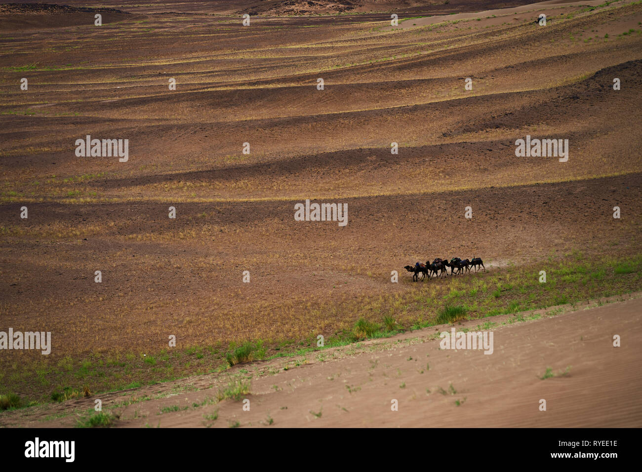 Herd of camels on sand dune in Sahara desert Stock Photo - Alamy