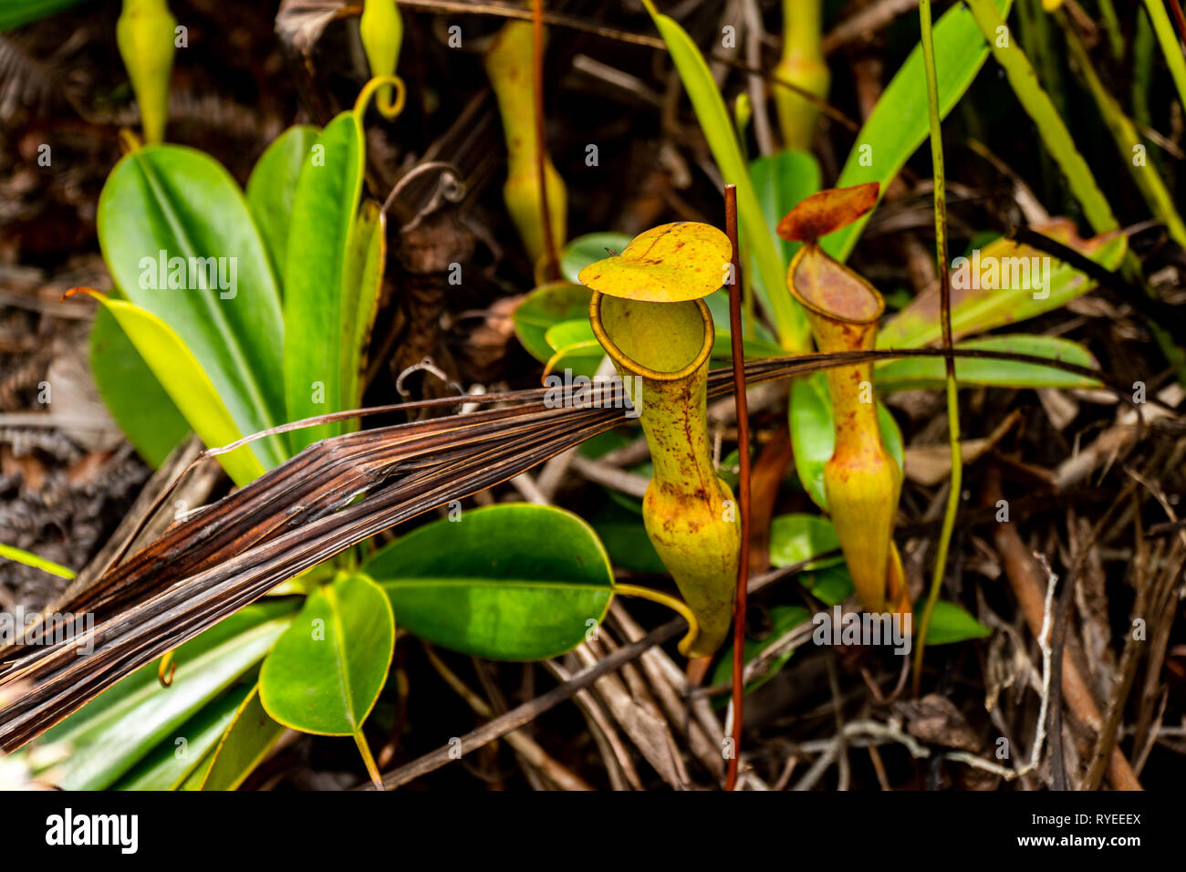 The urnlike insect trap of the carnivorous pitcher plant, Nepenthes