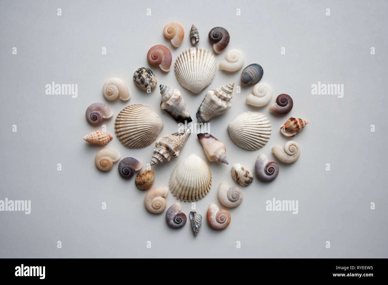 Various thai seashells composition isolated on white background from a high angle view Stock Photo