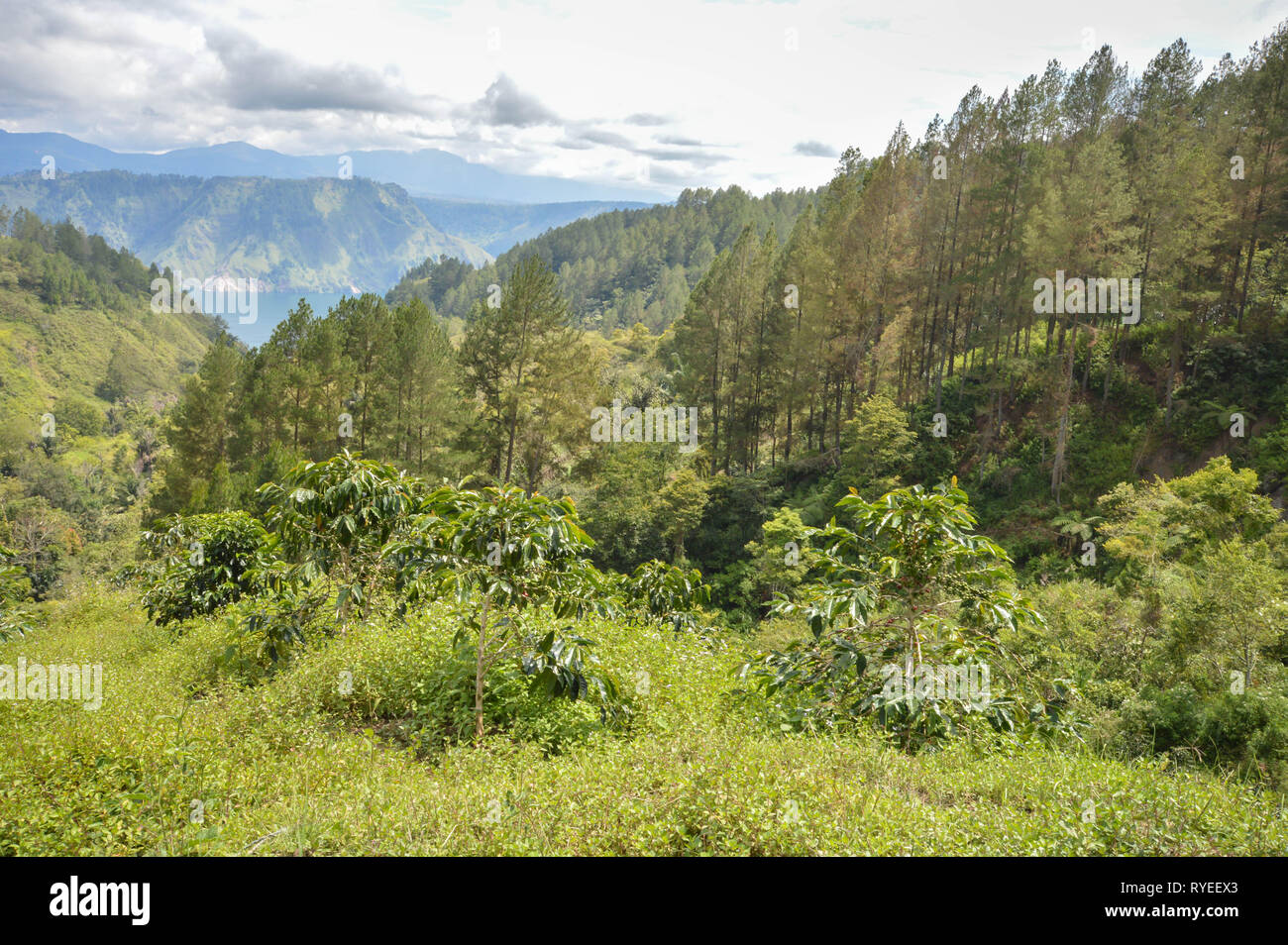 Beautiful panoramic landscapes of Lake Toba and coffee plantations in North Sumatra, Indonesia Stock Photo