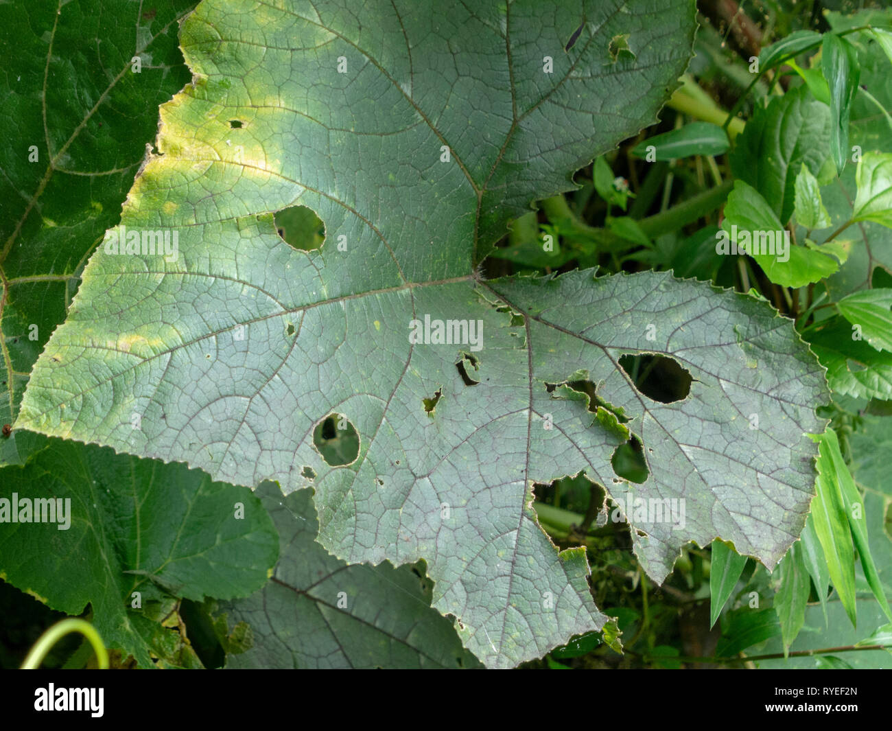 damaged crops. An agricultural pest has been feeding off the leafs. Photographed in Yunnan province, China, along the Red River. Photographed in Septe Stock Photo