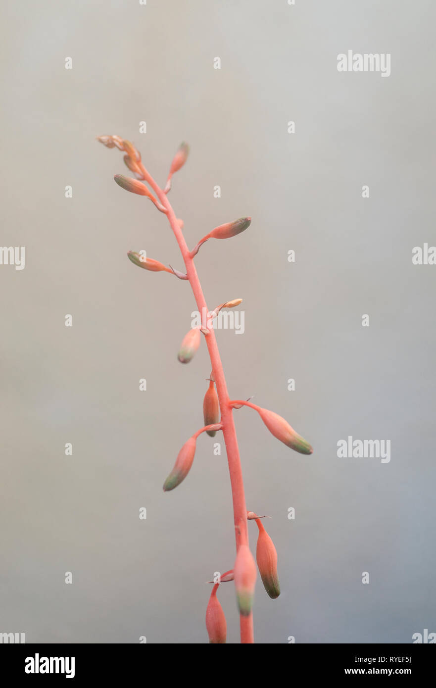 vertical flowering stem of an Aloe succulent plant Stock Photo
