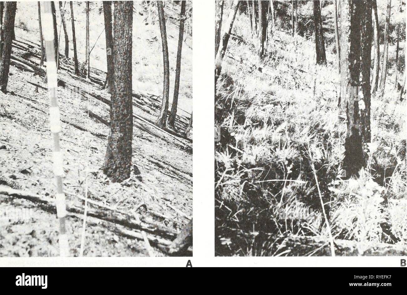 Early postfire revegetation in a western Montana douglas-fir forest  earlypostfirerev319cran Year: 1983    Figure 8.—Stand 24 on the west edge of the fire is an example of an area that did not have seeded grass initially, (a) Stand 24 in July 1978; (b) stand 24 in August 1982. Table 6.—Conifer regeneration as counted in herbaceous vegetation plots within Pattee Canyon stands. Plot area is 6 yd^ (5 m2) per stand. Species unknown except as indicated (PSME = Pseudotsuga menziesii; PICO = Pinus contorta and LAOC = Larix occidentalis) Vegetation plots 1978 1978 1979 1982 Stand spring summer summer  Stock Photo