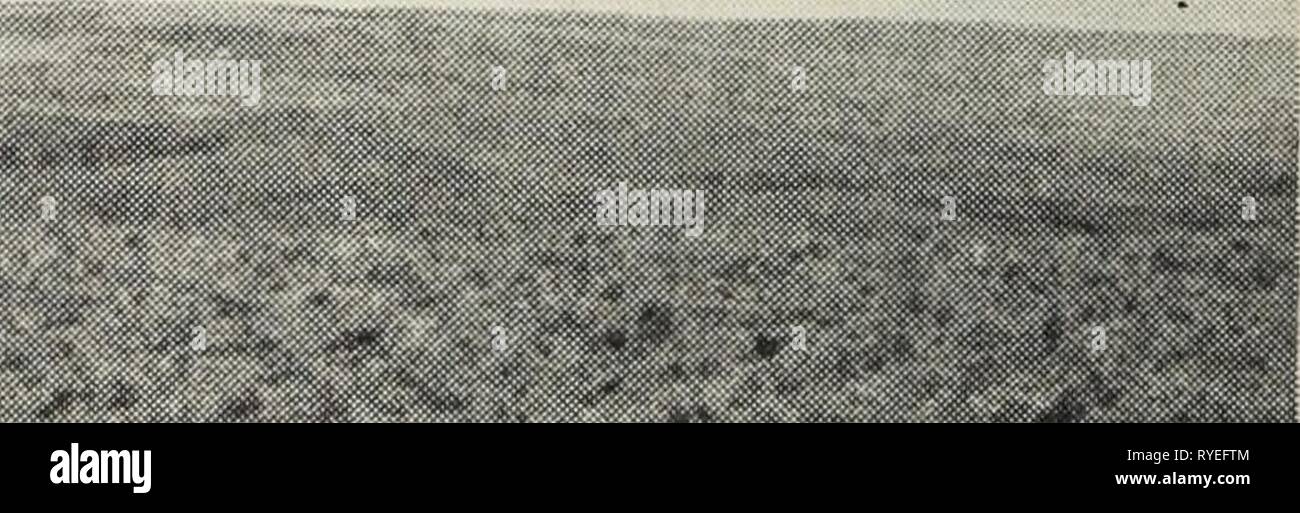 An ecological and grazing capacity study of the native grass pastures in Southern Alberta, Saskatchewan and Manitoba  ecologicalgrazin00clar Year: 1942  Figure 7.—Submontane mixed prairie, Festuca-Danthonia faciation. The field in which this picture was taken had been grazed, but the grazing season had ended. The rancher who used this land maintained a carryover comparable to that shown in the plate, feeling that such was necessary to maintain his pastures. Estimated carryover was 50 per cent. Stock Photo