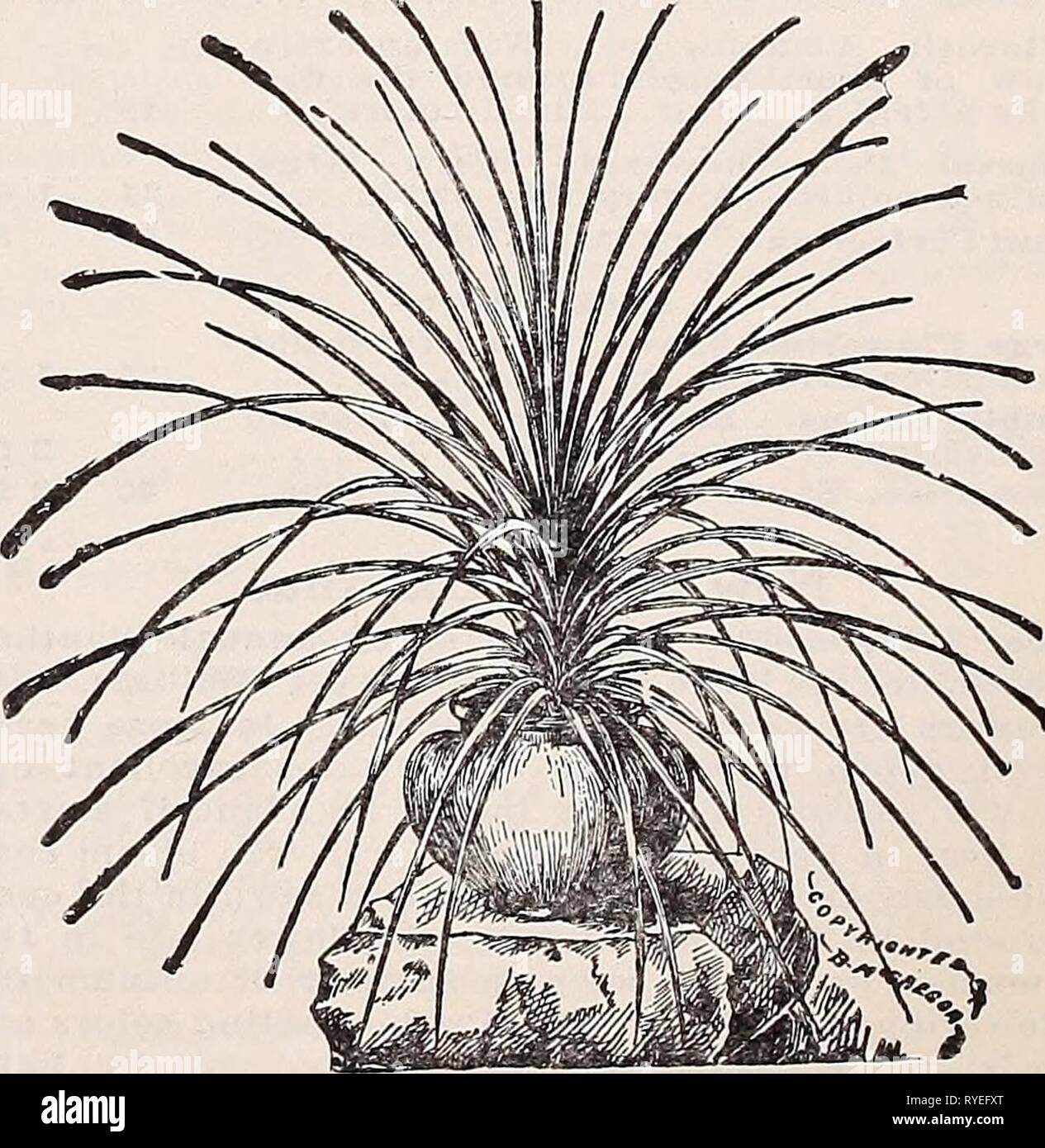 Dreer's wholesale price list for florists : special spring edition  dreerswholesalep1932henr 2 Year: 1932  Gaillardla Double-flowering Dracaena Australia. Broad-leaved.  lb., $1.50. . Indivisa. The popular centre plant for vases, etc., long, narrow, graceful foliage. (See Cut.) $1.00 per  lb 10 Tr. pkt. Oz. $0 15 $0 50 30 Echinocystis Lobata. (Wild Cucumber Vine) CO cts. per Y4. lb 10 Erysimum (Fairy Wallflower) Perofskianum. Bright orange yellow... 10 Eschscholtzia (California Poppy) Aurantiaoa. Golden orange. Very rich.. Chrome Queen. Rich chrome yellow Crimson King. Rich carmine crimson...  Stock Photo