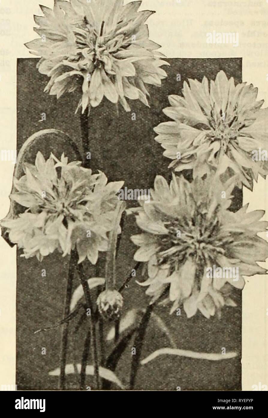 Dreer S Wholesale Price List For Florists Dreerswholesalep1935henr Year 1935 Carnation Chabaud S Enfant De Nice Carnation Chabaud S Enfant De Nice Carnation Enfant De Nice Is The Result Of A Cross Between Carnation Chabaud S