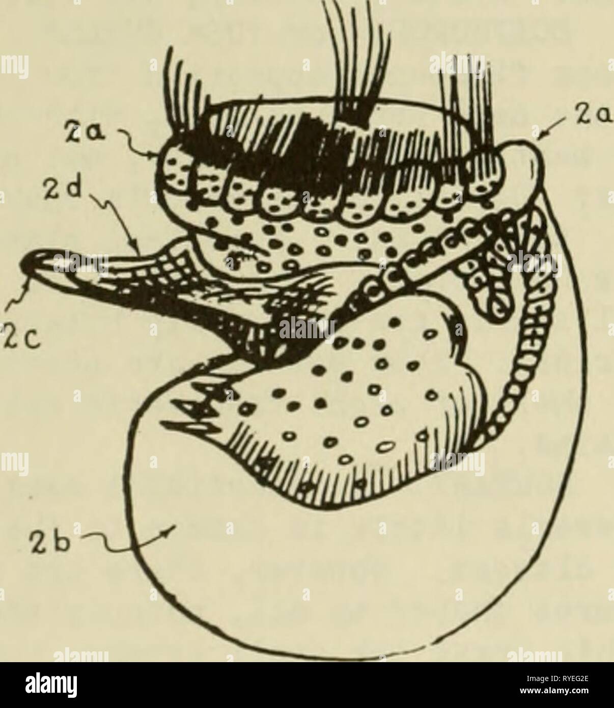 Isms High Resolution Stock Photography And Images Alamy See more of lafoot on facebook. https www alamy com east coast marine shells descriptions of shore mollusks together with many living below tide mark from maine to texas inclusive especially florida with more than one thousand drawings and photographs eastcoastmarines00smit year 1951 fig 1 trochophore stage in pa tella la foot lb ve lum ic flagellum id postanal cilia le mouth of cilia the ve liam in front of the mouth fig 2 the velum is an organ of locomo tion and helps in the dispersal of the species as sisting the larva to travel long distances it may be that the uol lusks annelids and other organ isms which em image240650438 html