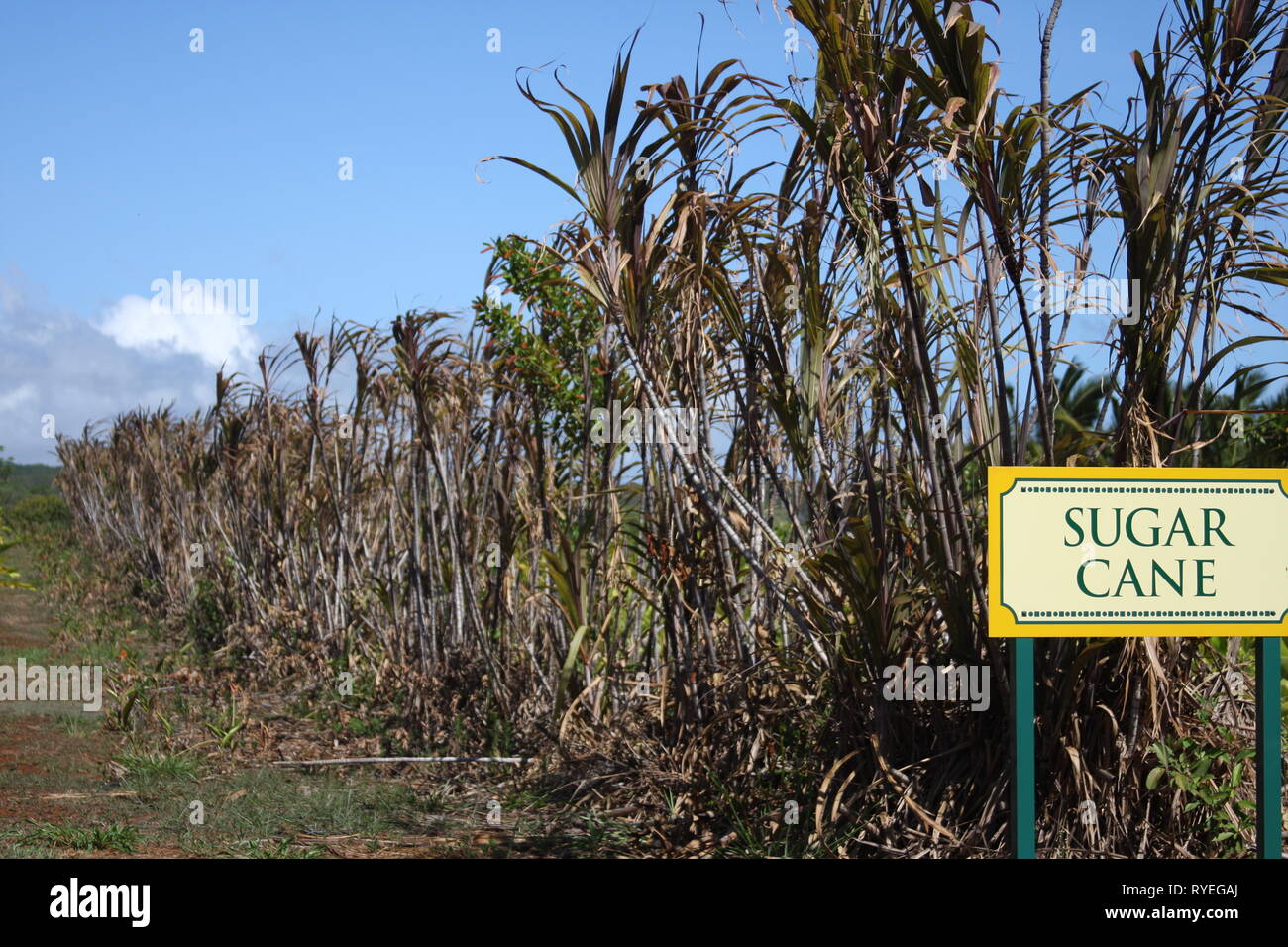 Sugar Cane Stock Photo