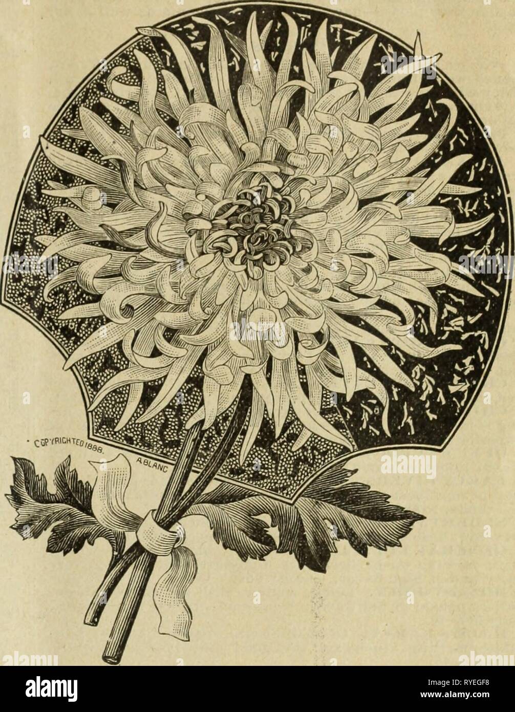 Drumm Seed and Floral Co. : Fall, 1894-5  drummseedfloralc1895drum Year: 1895  Drumm Seed and Floral Co. 13 CHRYSANTHEMUMS—Continued. pronounced by all to be next, if not equal to the rose. Their blooming season is near at hand, and those of our customers who have not got a good selection will do well to glance over this list of varieties, which are all choice, no common ones amongst them. All are in from six to eight inch pots, nicely set with bud and blooming. Price, except when noted, from 25c, 50c. and 75c. each. Well packed. Purchaser to pay express charges. We merely name the varieties.  Stock Photo