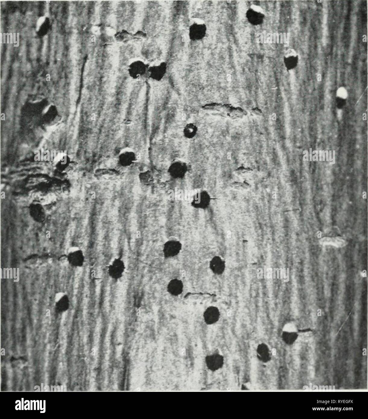 Dutch elm disease bark hires stock photography and images Alamy