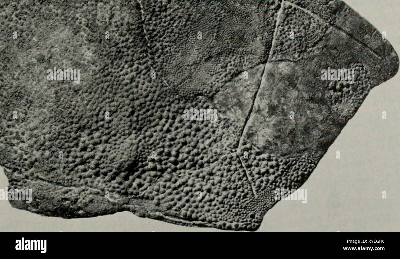 Early Devonian fishes from Utah : Arthrodira  earlydevonianfis119deni Year: 1953  B    Fig. 86. Simblaspis cachensis, cranial roofs (X 1). A, type, PF 504: B, PF499 , incomplete on left side. 469 Stock Photo