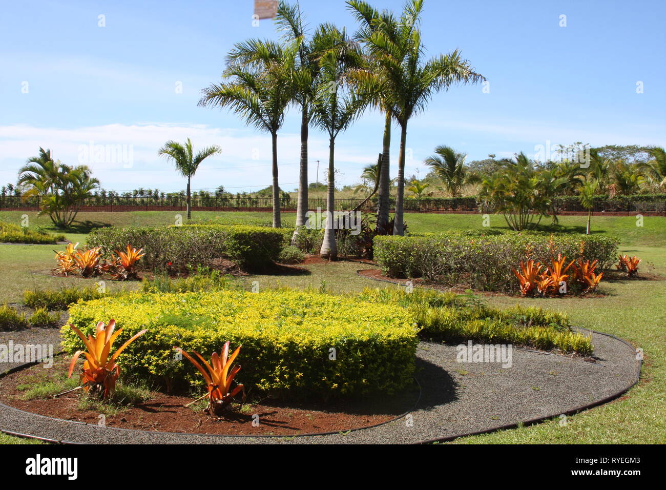 Honolulu pineapple hires stock photography and images Alamy
