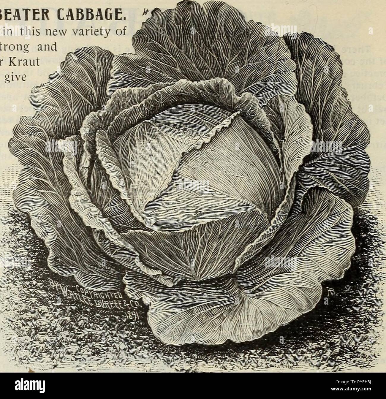E. H. Hunt : seedsman  ehhuntseedsman1895hunt Year: 1895  14 E. H. HUNT, SEEDSMAN, CHICAGO, ILLINOIS. BURPEE'S WORLD BEATER CABBAGE. The claims for excellence in this new variety of Cabbage are many and strong and those desiring great size for Kraut purposes will do well to give this variety a trial. The introducer says: 'The World Beater' is fully as large as the Marblehead Mammoth, that it is uni- formly true to type and sure to head, 'solid as a rock.' The large broad heads are very thick through slightly rounded at the top; fine grained and tender—more so than any other large Cab- bage. St Stock Photo