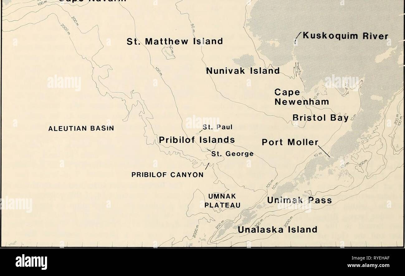 The Eastern Bering Sea Shelf : oceanography and resources / edited by Donald W. Hood and John A. Calder  easternberings00hood Year: 1981  170° 175' 180° 175° 170° 165° 160° 155 150° I ^, [^ I—' Chkchi Sea 65' 62' 59° 56° 53° 100 200 krr 50 0 50 100 miles ^ IGulf, of Anady iC phukotsk Peninsula ^( « ^ ,^ J |( Seward ^&lt;^ J^medB Peninsula '-^'^m Islands Norton Sound n^::Xape St. Lawrence Island ' ^ukon River Navarin ^--* /Kuskoqulm River    65 62' 59'^ 56' 53'' 180 175' 170° 165' 160 Figure 1. The eastern Bering Sea shelf. bring on the spring melt. On the other hand, 1977-79 was a period of hi Stock Photo