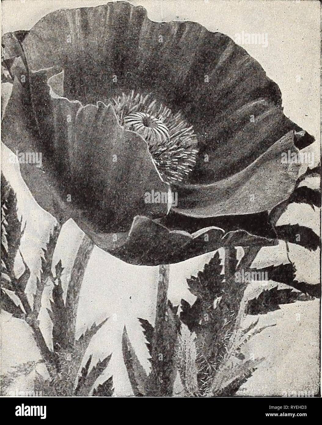 Dreer's wholesale price list for florists : flower seeds lawn grass seeds bulbs plants sundries  dreerswholesalep1932henr 0 Year: 1932  HENRY A. DREER Flower Seeds WHOLESALE LIST 15 Lilium Regale. This wonderful lily is easily grown from seed, flowering the second season. Trade pkt., 25 eta.; 1 oz„ $1.0O; Vi lb., $3.00; 1 lb., $10.00. Philippinense Formosanum. A truly remarkable lily with umbels of large white long trumpet shaped flow- ers, like an Easter Lily. Will bloom in 6 to 8 months from the time seeds are sown; very fragrant. 2 to 3 feet. Trade pkt., 50 cts.;  oz., $1.50; 1 oz., $5.00.  Stock Photo