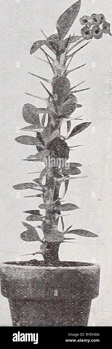 Eucharis Amazon Lily Australian Plants Online