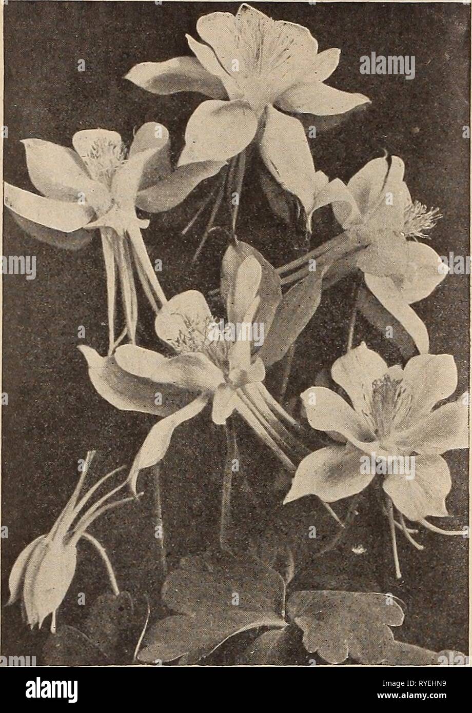 Dreer's wholesale price list : bulbs for florists plants for florists flower seeds for florists florists' requisites  dreerswholesalep1919henr Year: 1919  16 HENRY A. DREER, PHILADELPHIA, PA., WHOLESALE PRICE LIST    AQUILEGIA OH COLUMBINE Aquilegia (Columbine). Perdoz. Per 100 Canadensis. Our native Columbine, bright red and yellow *l BO $10 00 Ccerulea. The true blue Rocky Mountain Columbine. 1 50 10 00 Chrysantba. The beautiful golden-spurred Columbine 1 50 10 00 Flabellata Nana Alba. Early dwarf, pure white. . 1 50 10 00 Helens. Large blue and white flowers 1 60 10 CO Long Spurred Hybrids. Stock Photo