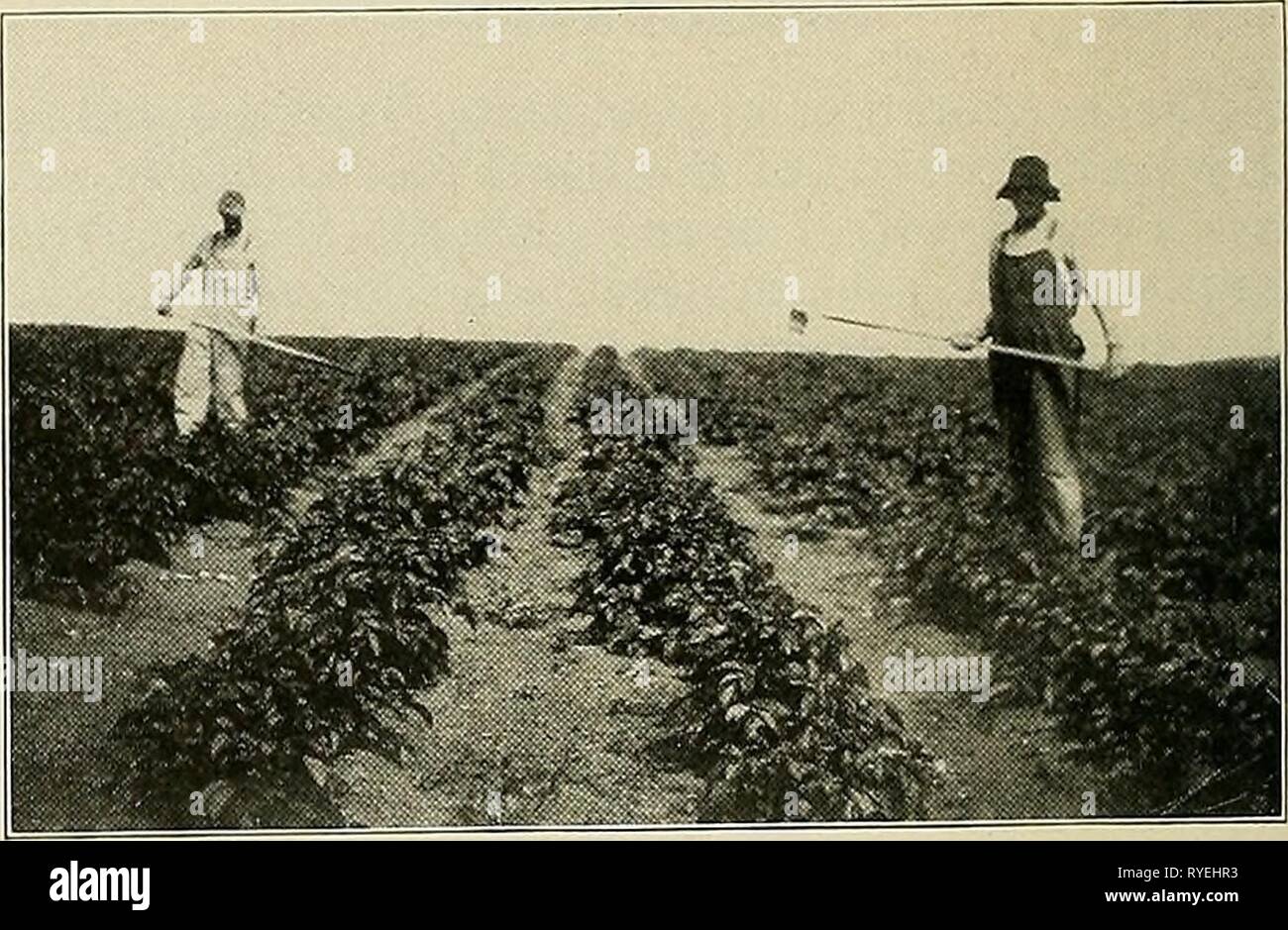 Dry land farming in the Southwest .. drylandfarmingin00cott Year